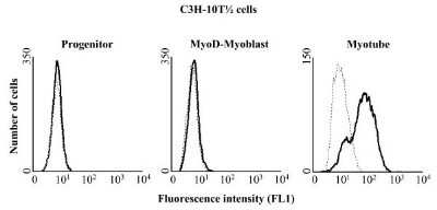 Flow Cytometry: Ethenoadenosine Antibody (1G4) - Azide and BSA Free [NBP2-80727]