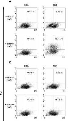 Flow Cytometry: Ethenoadenosine Antibody (1G4) - BSA Free [NB600-442]