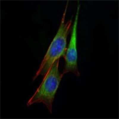 Immunocytochemistry/ Immunofluorescence: Ets-1 Antibody (8A8) - BSA Free [NBP2-22169]