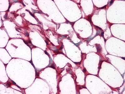 Immunohistochemistry-Paraffin: Ets-1 Antibody (8A8) - BSA Free [NBP2-22169]