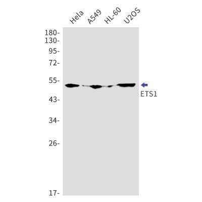 Western Blot: Ets-1 Antibody (S04-8C7) [NBP3-14930]
