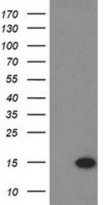 Western Blot: Eukaryotic translation initiation factor 1 Antibody (OTI2B9) [NBP2-00702]