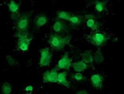 Immunocytochemistry/ Immunofluorescence: Eukaryotic translation initiation factor 1 Antibody (OTI2B9) - Azide and BSA Free [NBP2-71554]