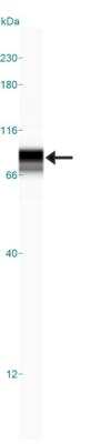 Simple Western: Exosome Component 9 AntibodyBSA Free [NBP1-71702]