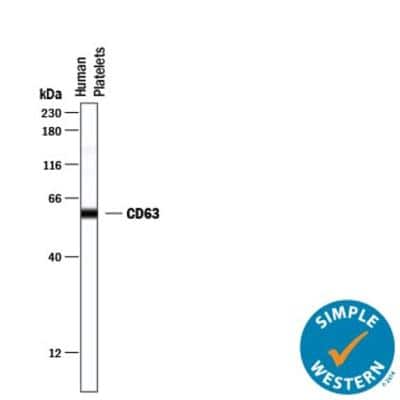 Simple Western: Exosome Detection (Simple Western) Antibody Pack [NBP3-11742]