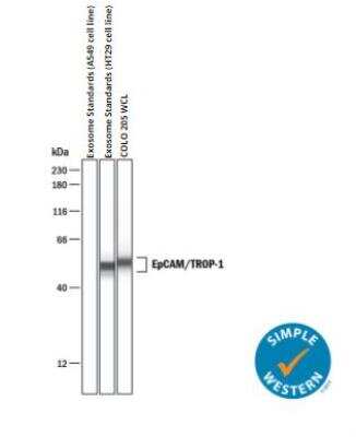Simple Western: Exosome Standards (HT29 cell line) [NBP3-11685]