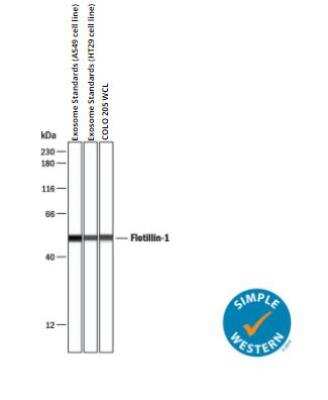 Simple Western: Exosome Standards (HT29 cell line) [NBP3-11685]