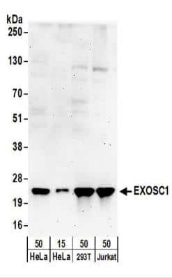 Western Blot: Exosome component 1 Antibody [NBP2-22239]
