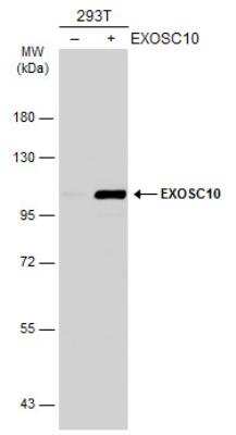 Western Blot: Exosome component 10 Antibody [NBP2-16393]