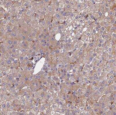 Immunohistochemistry-Paraffin: Exostosin 1 Antibody [NBP1-91875]