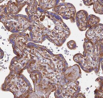 Immunohistochemistry-Paraffin: Exostosin 1 Antibody [NBP1-91875]
