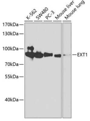 Western Blot: Exostosin 1 AntibodyAzide and BSA Free [NBP3-03736]
