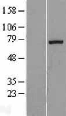 Western Blot: Exostosin-like 1/EXTL1 Overexpression Lysate [NBL1-10393]