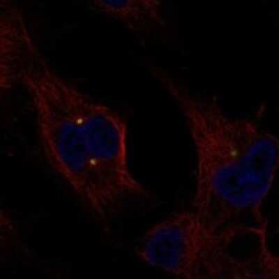 Immunocytochemistry/ Immunofluorescence: Exostosin-like 1/EXTL1 Antibody [NBP3-17488]