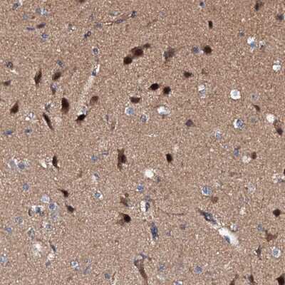 Immunohistochemistry-Paraffin: Exostosin-like 1/EXTL1 Antibody [NBP1-90470]