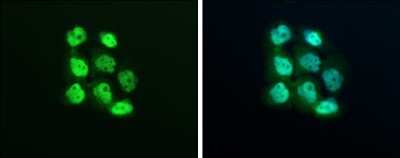 Immunocytochemistry/ Immunofluorescence: Exportin-5 Antibody [NBP3-12943]