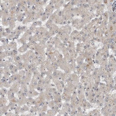 Immunohistochemistry-Paraffin: Exportin-5 Antibody [NBP1-89605]