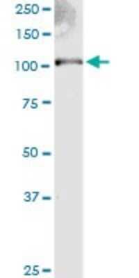 Western Blot: Ext2 Antibody (3G6) [H00002132-M01]