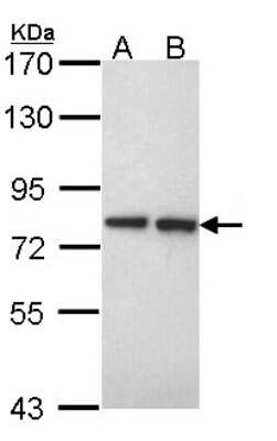 Western Blot: Ext2 Antibody [NBP1-31814]