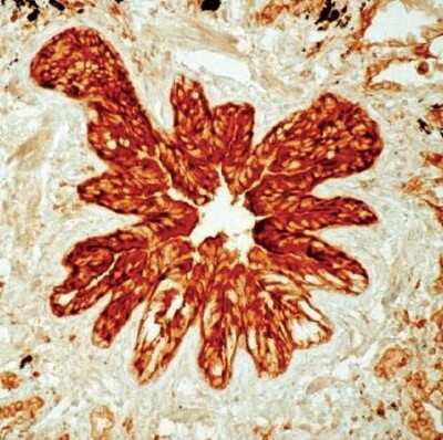Immunohistochemistry-Paraffin: Ezrin Antibody (3C12) [NB600-1310]
