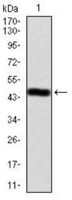 Western Blot: Ezrin Antibody (6F1A9)BSA Free [NBP2-52465]