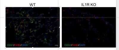 Immunohistochemistry-Frozen: F4/80 Antibody (BM8) [NBP1-60140]