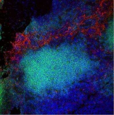 Immunocytochemistry/ Immunofluorescence: F4/80 Antibody (CI-A3-1) - BSA Free [NB600-404]