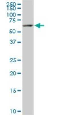Western Blot: FAAH Antibody (4H8) [H00002166-M07]