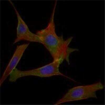 Immunocytochemistry/ Immunofluorescence: FABP2/I-FABP Antibody (9A9B7B3) - BSA Free [NBP1-51589]