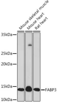 Western Blot: FABP3/H-FABP Antibody (9B9D7) [NBP3-16508]
