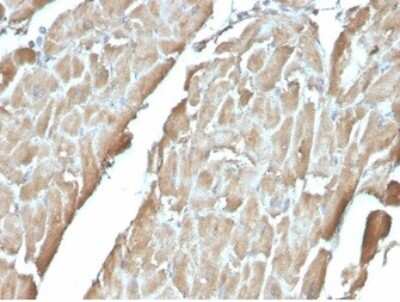 Immunohistochemistry-Paraffin: FABP3/H-FABP Antibody (FABP3/3430) [NBP3-13881]