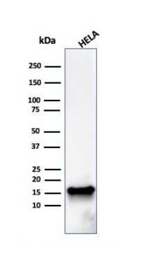 Western Blot: FABP5/E-FABP Antibody (FABP5/3750)Azide and BSA Free [NBP2-79929]