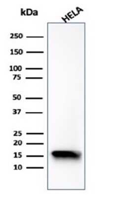 Western Blot: FABP5/E-FABP Antibody (FABP5/6353R) [NBP3-13882]
