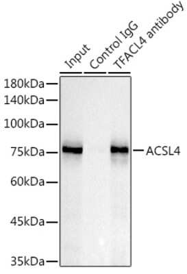 Immunoprecipitation: FACL4 Antibody (4W3T9) [NBP3-16012]