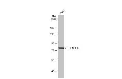 Western Blot: FACL4 Antibody (GT186) [NBP3-13533]