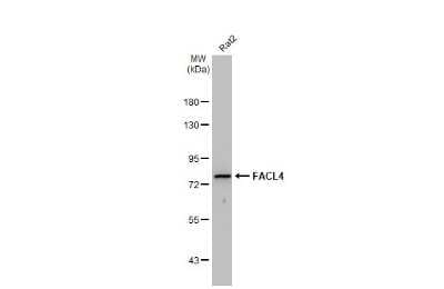 Western Blot: FACL4 Antibody (GT566) [NBP3-13526]