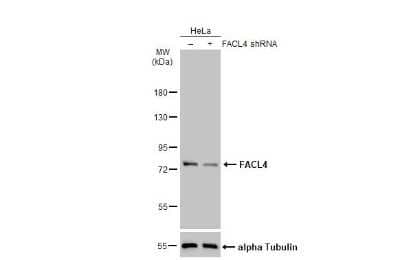 Western Blot: FACL4 Antibody (HL229) [NBP3-13666]