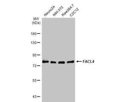 Western Blot: FACL4 Antibody [NBP2-16401]