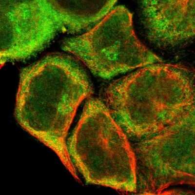 Immunocytochemistry/ Immunofluorescence: FADD Antibody [NBP1-81831]