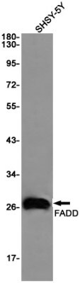 Western Blot: FADD Antibody (S05-1K1) [NBP3-19630]
