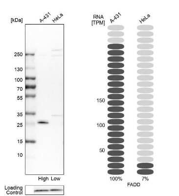 Western Blot: FADD Antibody [NBP1-81831]