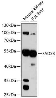 Western Blot: FADS3 AntibodyAzide and BSA Free [NBP3-04430]