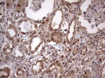 Immunohistochemistry: FAF1 Antibody (OTI10D1) [NBP2-45565]