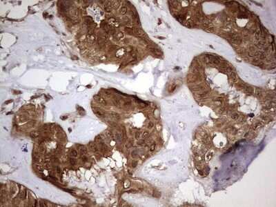 Immunohistochemistry: FAF1 Antibody (OTI10D1) [NBP2-45565]