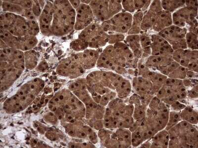 Immunohistochemistry: FAF1 Antibody (OTI10D1) [NBP2-45565]