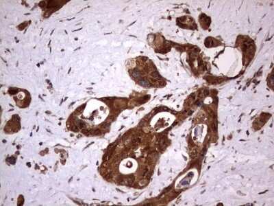 Immunohistochemistry: FAF1 Antibody (OTI10D1) [NBP2-45565]