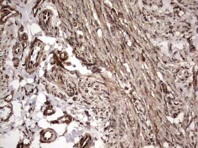 Immunohistochemistry: FAF1 Antibody (OTI10D1) [NBP2-45565]