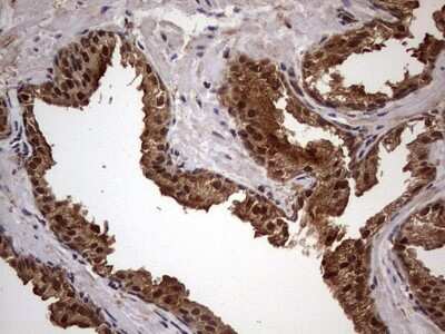 Immunohistochemistry: FAF1 Antibody (OTI10D1) [NBP2-45565]