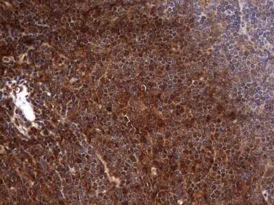 Immunohistochemistry: FAF1 Antibody (OTI10D1) [NBP2-45565]