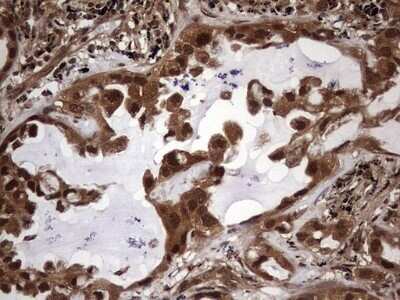 Immunohistochemistry: FAF1 Antibody (OTI10D1) - Azide and BSA Free [NBP2-71679]